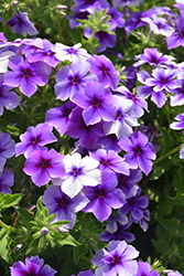 Intensia Blueberry Annual Phlox (Phlox 'Intensia Blueberry') at Wolf's Blooms & Berries