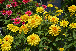 Profusion Double Yellow Zinnia (Zinnia 'Profusion Double Yellow') at Wolf's Blooms & Berries