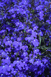 Techno Dark Blue Lobelia (Lobelia erinus 'Techno Dark Blue') at Wolf's Blooms & Berries