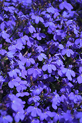 Techno Electric Blue Lobelia (Lobelia erinus 'Techno Electric Blue') at Wolf's Blooms & Berries