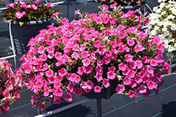 Dekko Star Rose Petunia (Petunia 'Dekko Star Rose') at Wolf's Blooms & Berries