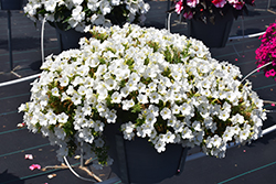 Itsy White Petunia (Petunia 'Itsy White') at Wolf's Blooms & Berries