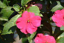 Beacon Rose Impatiens (Impatiens walleriana 'Beacon Rose') at Wolf's Blooms & Berries