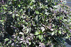 Calico Ornamental Pepper (Capsicum annuum 'Calico') at Wolf's Blooms & Berries
