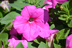 Easy Wave Pink Passion Petunia (Petunia 'Easy Wave Pink Passion') at Wolf's Blooms & Berries