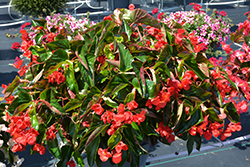 Dragon Wing Red Begonia (Begonia 'Dragon Wing Red') at Wolf's Blooms & Berries