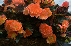 I'Conia Miss Miami Begonia (Begonia 'I'Conia Miss Miami') at Wolf's Blooms & Berries
