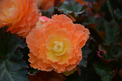 I'Conia Miss Miami Begonia (Begonia 'I'Conia Miss Miami') at Wolf's Blooms & Berries