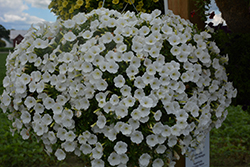 Supertunia Mini Vista White Petunia (Petunia 'USTUN87002') at Wolf's Blooms & Berries