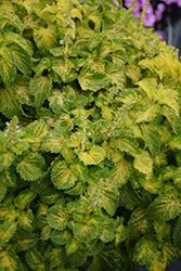 PartyTime Lime Coleus (Solenostemon scutellarioides 'PartyTime Lime') at Wolf's Blooms & Berries