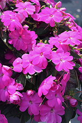 SunPatiens Compact Lilac New Guinea Impatiens (Impatiens 'SakimP063') at Wolf's Blooms & Berries