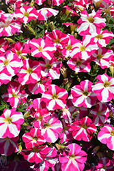 Amore Pink Heart Petunia (Petunia 'Amore Pink Heart') at Wolf's Blooms & Berries