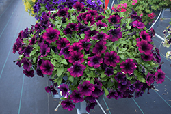Capella Mulberry Petunia (Petunia 'Capella Mulberry') at Wolf's Blooms & Berries
