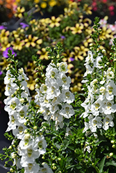 Archangel White Angelonia (Angelonia angustifolia 'Balarcwite') at Wolf's Blooms & Berries