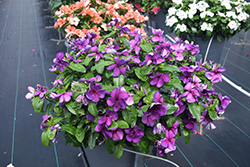 Tattoo Blueberry Vinca (Catharanthus roseus 'PAS1357700') at Wolf's Blooms & Berries