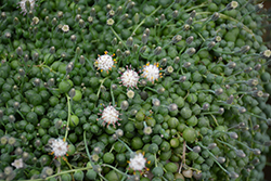 String Of Pearls (Senecio rowleyanus) at Wolf's Blooms & Berries