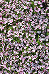 Supertunia Mini Vista Pink Star Petunia (Petunia 'USTUNJ2401') at Wolf's Blooms & Berries