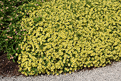 Supertunia Mini Vista Yellow Petunia (Petunia 'Supertunia Mini Vista Yellow') at Wolf's Blooms & Berries