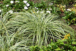 Feather Falls Sedge (Carex oshimensis 'Feather Falls') at Wolf's Blooms & Berries