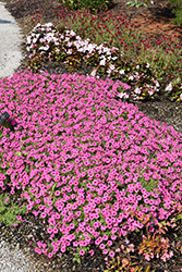 Supertunia Mini Vista Hot Pink Petunia (Petunia 'USTUN2401M') at Wolf's Blooms & Berries