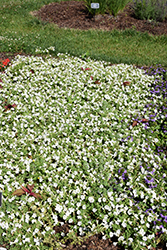 Itsy White Petunia (Petunia 'Itsy White') at Wolf's Blooms & Berries
