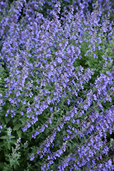 Cat's Meow Catmint (Nepeta x faassenii 'Cat's Meow') at Wolf's Blooms & Berries