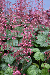 Berry Timeless Coral Bells (Heuchera 'Berry Timeless') at Wolf's Blooms & Berries