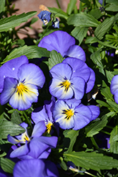 Halo Sky Blue Pansy (Viola cornuta 'Halo Sky Blue') at Wolf's Blooms & Berries