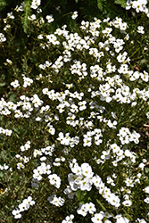 Catwalk White Wall Cress (Arabis caucasica 'Catwalk White') at Wolf's Blooms & Berries