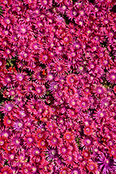 Granita Raspberry Ice Plant (Delosperma 'PJS01S') at Wolf's Blooms & Berries