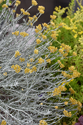 Silver Stitch Curry Bush (Helichrysum 'HYBHS18023') at Wolf's Blooms & Berries