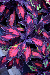 Marquee Special Effects Coleus (Solenostemon scutellarioides 'Special Effects') at Wolf's Blooms & Berries