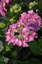 Let's Dance Can Do! Hydrangea (Hydrangea 'SMNHSI') at Wolf's Blooms & Berries