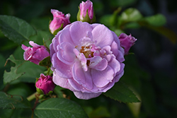 Rise Up Lilac Days Rose (Rosa 'ChewLilacdays') at Wolf's Blooms & Berries