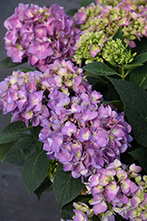 Let's Dance Sky View Hydrangea (Hydrangea 'SMNHSME') at Wolf's Blooms & Berries