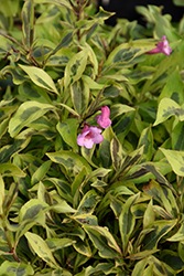 Bubbly Wine Weigela (Weigela florida 'FLORACLAR') at Wolf's Blooms & Berries