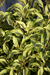 Bubbly Wine Weigela (Weigela florida 'FLORACLAR') at Wolf's Blooms & Berries