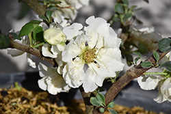 Double Take Eternal White Flowering Quince (Chaenomeles speciosa 'SMNCSDW') at Wolf's Blooms & Berries