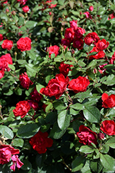 Oso Easy Double Red Rose (Rosa 'Meipeporia') at Wolf's Blooms & Berries