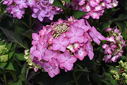 Let's Dance Can Do! Hydrangea (Hydrangea 'SMNHSI') at Wolf's Blooms & Berries