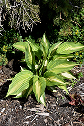 Shadowland Love Story Hosta (Hosta 'Love Story') at Wolf's Blooms & Berries