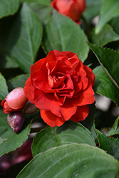 Glimmer Dark Red Double Impatiens (Impatiens 'Balglimdre') at Wolf's Blooms & Berries