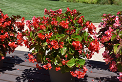 Whopper Red Green Leaf Begonia (Begonia 'Whopper Red Green Leaf') at Wolf's Blooms & Berries