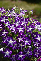 Blanket Blue Star Petunia (Petunia 'Blanket Blue Star') at Wolf's Blooms & Berries