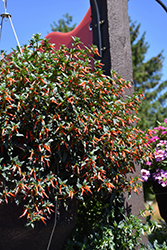 Cherrybells Firecracker Plant (Cuphea ignea 'Cherrybells') at Wolf's Blooms & Berries