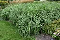 Cayenne Fountain Grass (Pennisetum alopecuroides 'Cayenne') at Wolf's Blooms & Berries