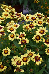 UpTick Yellow and Red Tickseed (Coreopsis 'Baluptowed') at Wolf's Blooms & Berries