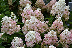 Quick Fire Fab Hydrangea (Hydrangea paniculata 'SMNHPM') at Wolf's Blooms & Berries