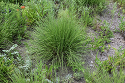 Undaunted Ruby Muhly Grass (Muhlenbergia reverchonii 'PUND01S') at Wolf's Blooms & Berries