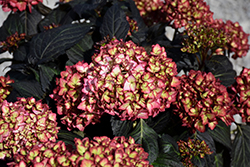 Eclipse Hydrangea (Hydrangea macrophylla 'BAILMACSEVEN') at Wolf's Blooms & Berries